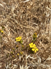 Deinandra fasciculata