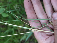 Poa angustifolia
