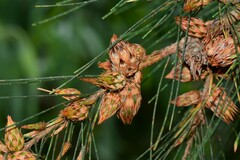 Cylindrococcus spiniferus