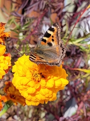 Aglais caschmirensis