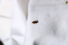 Chinamiris aurantiacus