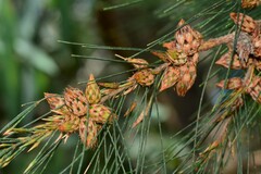 Cylindrococcus spiniferus