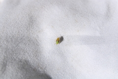 Chinamiris aurantiacus