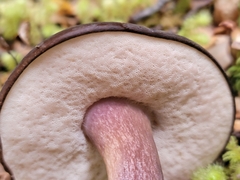 Tylopilus formosus