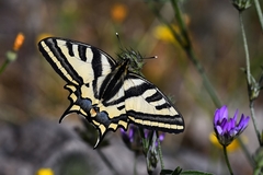 Papilio alexanor