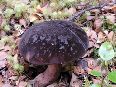 Tylopilus formosus