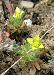 Ceratocephala testiculata