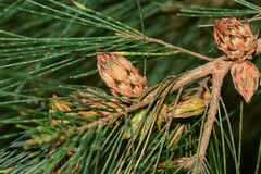 Cylindrococcus spiniferus