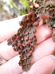 Lobaria