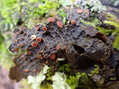 Lobaria