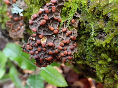 Lobaria