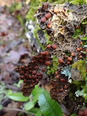 Lobaria