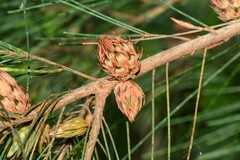 Cylindrococcus spiniferus