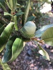 Notholithocarpus densiflorus echinoides