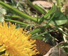 Sphaerophoria menthastri