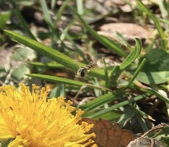 Sphaerophoria menthastri