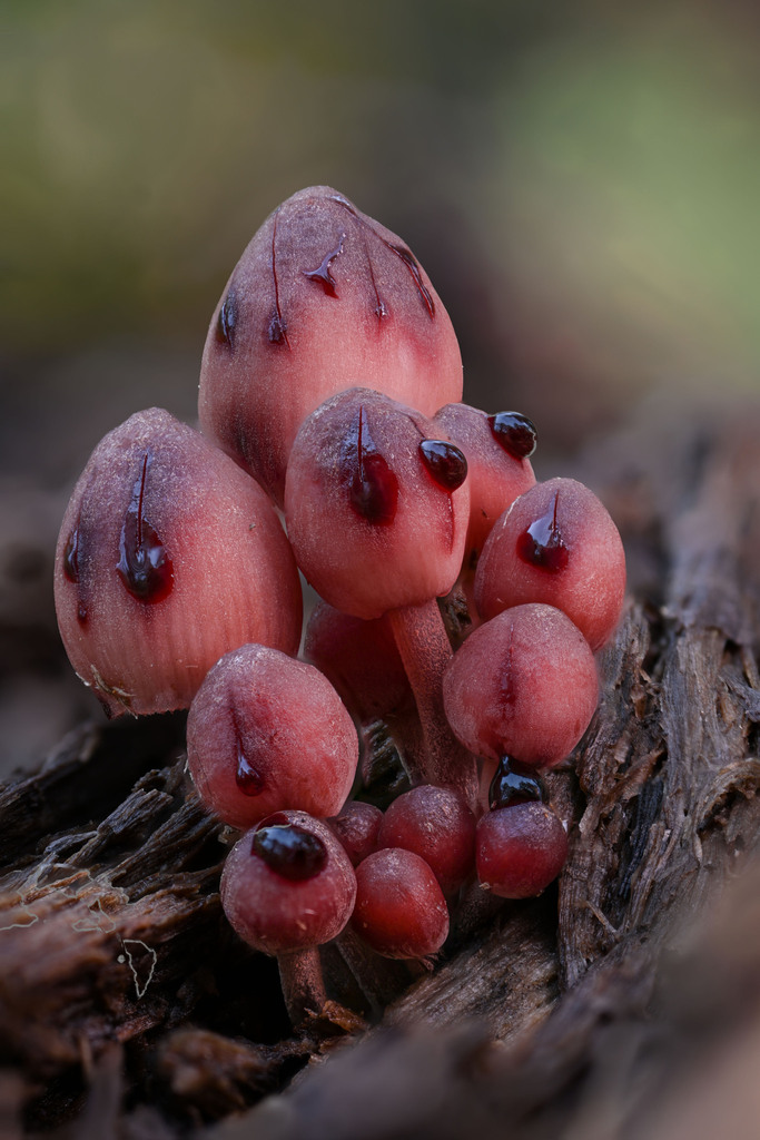 Bleeding Fairy Helmet (Northwest Fungi Field Guide) · iNaturalist