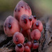 紅汁小菇 - Photo 由 Alan Rockefeller 所上傳的 (c) Alan Rockefeller，保留部份權利CC BY