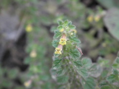 Lindenbergia muraria