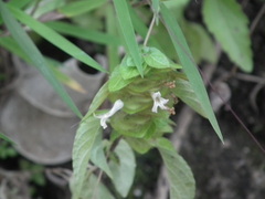 Phaulopsis imbricata