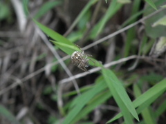 Neoscona menghaiensis