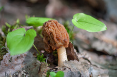 Verpa bohemica