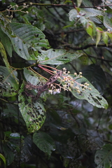 Saurauia