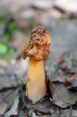 Verpa bohemica