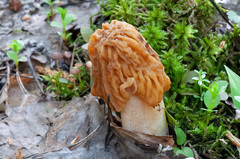 Verpa bohemica