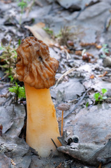 Verpa bohemica