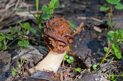 Verpa bohemica