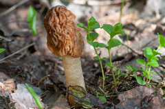 Verpa bohemica