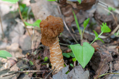 Verpa bohemica