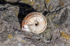 Xerosecta