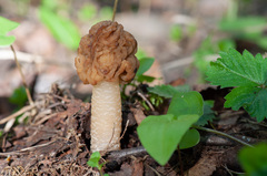 Verpa bohemica
