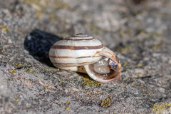 Xerosecta