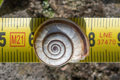 Xerosecta