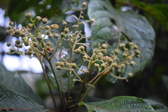 Saurauia