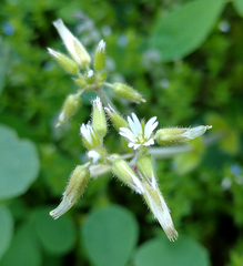 Cerastium nutans