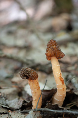 Verpa bohemica