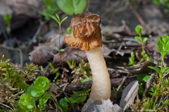 Verpa bohemica