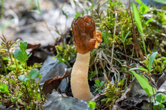 Verpa bohemica
