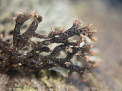 Hypogymnia hultenii