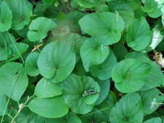 Viola uliginosa