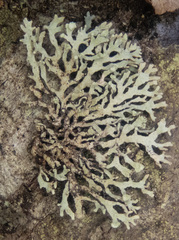 Hypogymnia hultenii
