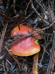 Hygrocybe laetissima