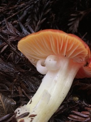 Hygrocybe laetissima