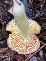 Hygrocybe laetissima