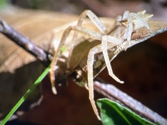 Sidymella trapezia