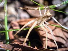Sidymella trapezia